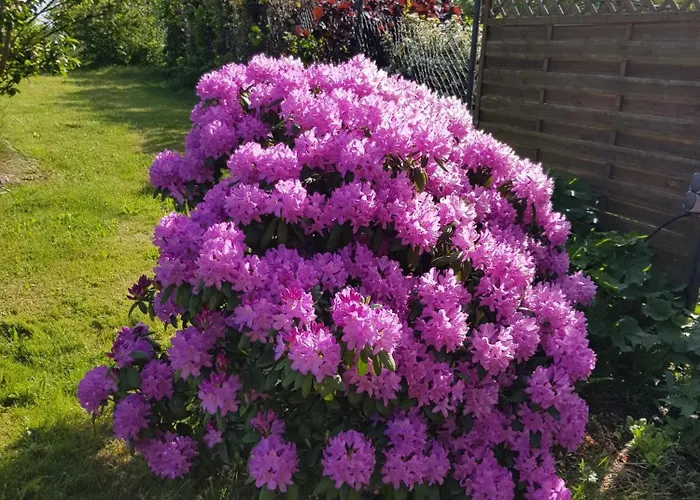 2 Ferienhaeuser Im Doppelpack Fuer Naturliebhaber, Strandnah, Ruhig, Mit Grossen Gaerten 別荘 *